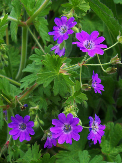 Hedgerow Cranesbill